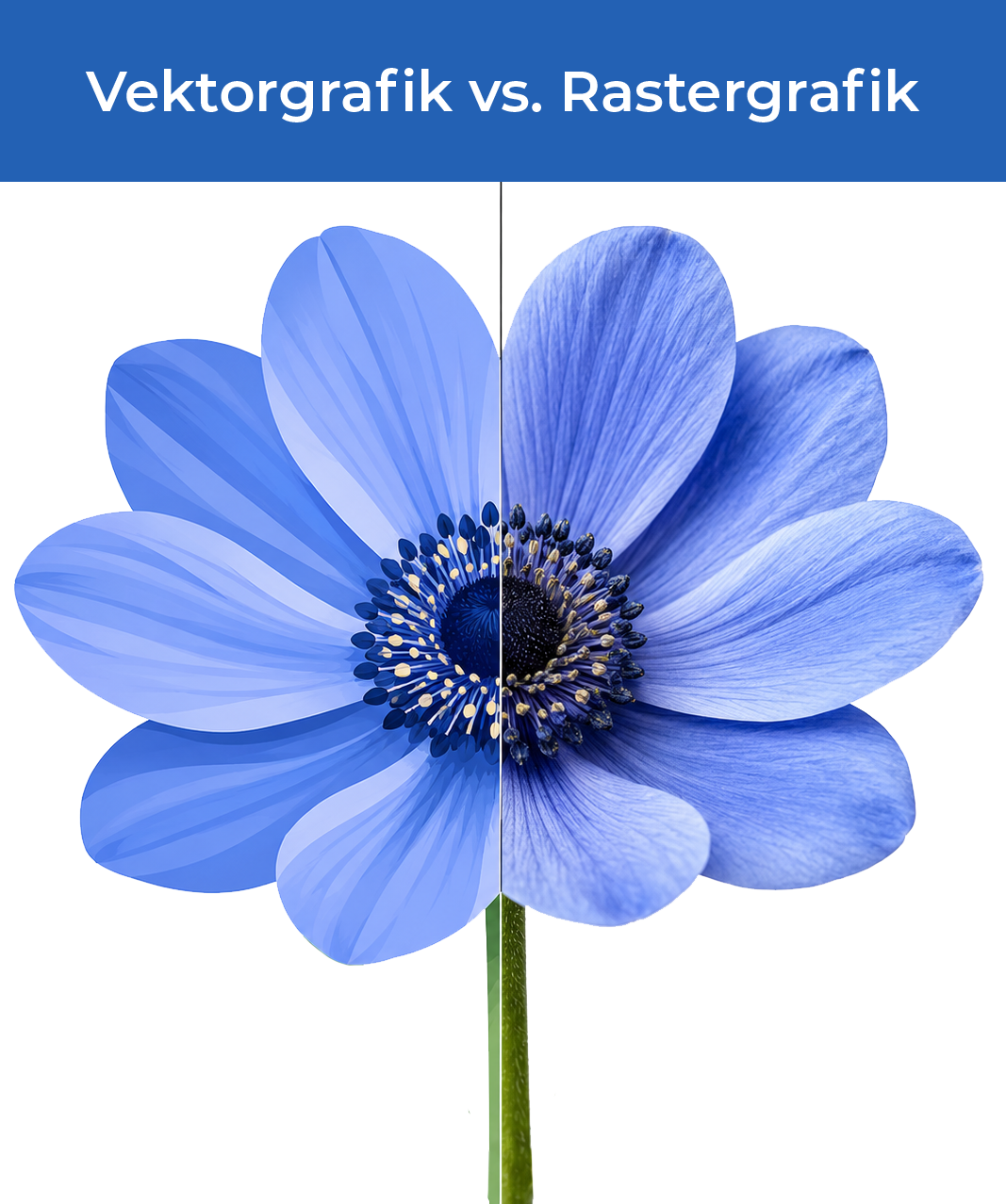 Vergleich zwischen Vektorgrafik und Rastergrafik im Grafikdesign